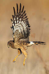 A wild northern harrier hunting in a field at a state park in Colorado during sunset.