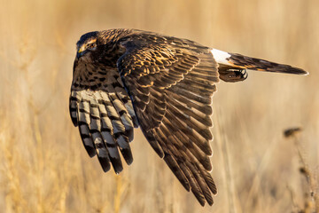 A wild northern harrier hunting in a field at a state park in Colorado during sunset.