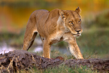 Safari in Africa. Big angry young lion Okavango delta, Botswana. African lion walking in the grass, with beautiful evening light. Wildlife scene from nature. Animal in the habitat.