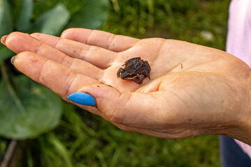 A small frog on a woman hand, the concept of care and warmth