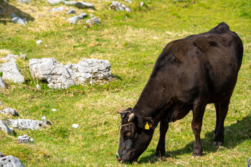四国カルストの牛さんの風景