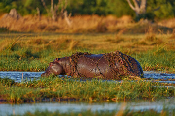Okavango African Hippopotamus, Hippopotamus amphibius capensis, Okavango delta, Botswana Africa....