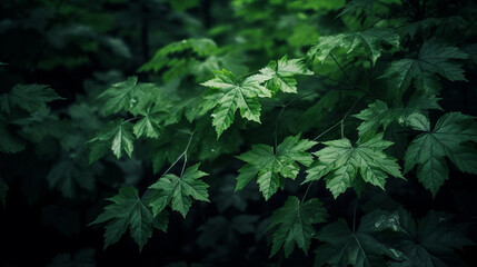 green leaves on the green backgrounds