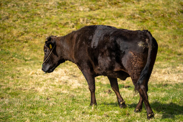 Fototapeta premium 四国カルストの牛さんの風景