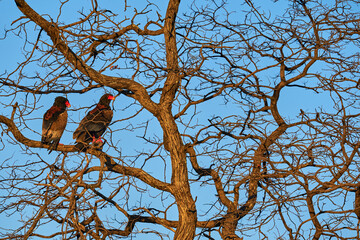 Fototapeta na wymiar Bateleur Eagle, Terathopius ecaudatus, pair brown and black bird of prey in nature habitat, sitting on the branch, Kgalagadi, Botswana, Africa. Wildlife scene from nature. 