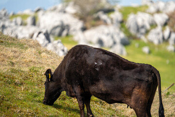 四国カルストの牛さんの風景