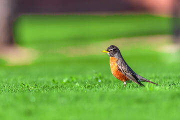 robin on the grass
