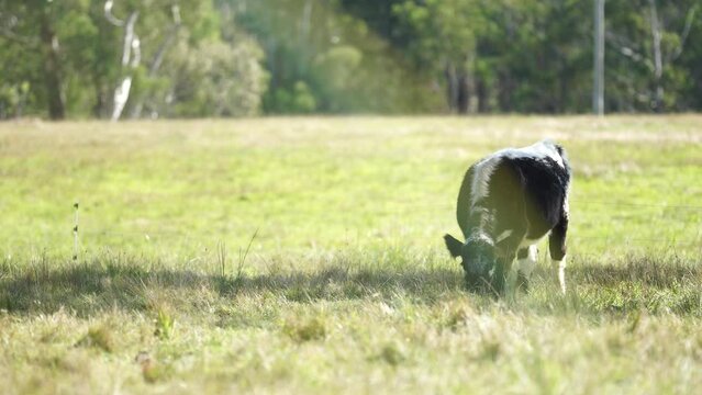 Beautiful Horse in a field on a farm in Australia. Horses in a meadow