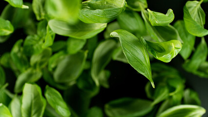 Falling basil leaves, isolated on black background.