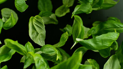 Falling basil leaves, isolated on black background.