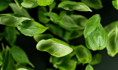 Falling basil leaves, isolated on black background.