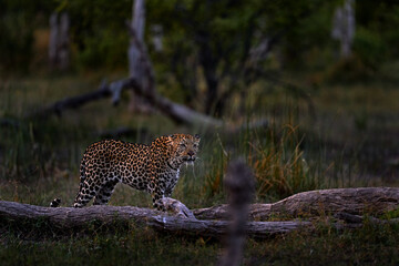 Leopard in the habitat. Botswana wildlife. Leopard, Panthera pardus shortidgei, cat walk in orange grass, big wild cat in the nature habitat, sunny day on the savannah, Khwai river. Wildlife nature.