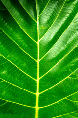Obraz premium Green leaf close up. Plant texture