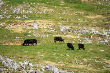 四国カルストの牛さんの風景