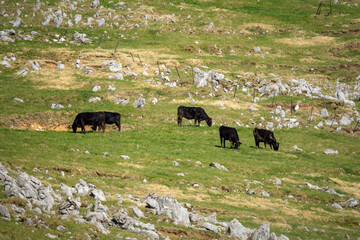 四国カルストの牛さんの風景