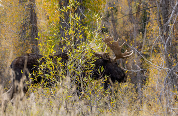 Bull Moose in Grand Teton National Park Wyoming in Autumn