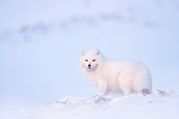 Naklejka na ściany i meble Polar fox with deer carcass in snow habitat, winter landscape, Svalbard, Norway. Beautiful white animal in the snow. Wildlife action scene from nature, Vulpes lagopus, Mammal from Europe