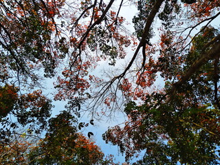 Autumn tree changing colourful viewed from below,background