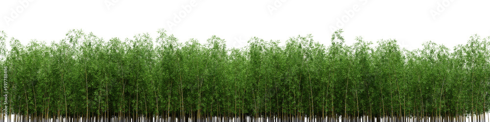 Poster evergreen bamboo tree in nature, trees on garden in summer, tropical forest isolated on transparent 
