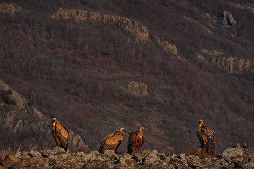Rock mountain with group of vultures. Stone landscape with birds. Griffon Vulture, Gyps fulvus, big birds of prey sitting on rocky mountain, nature habitat, Madzarovo, Bulgaria, Eastern Rhodopes.