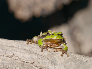 Selective focus photo of a The European tree frog (Hyla arborea) perched on a branch