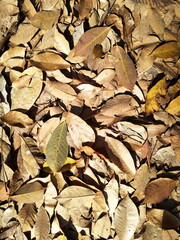 Dry autumn leaves and brown colors,Background,Close-up