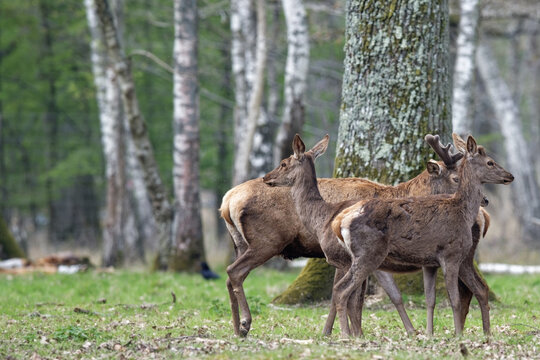 cerf  et harde