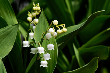 Muguet de mai - Muguet commun - Convallaria majalis