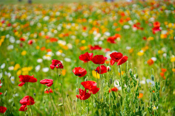 森林公園に咲くポピー