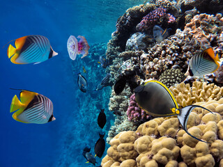 Photo of a coral colony on a reef top, Red Sea, Egypt