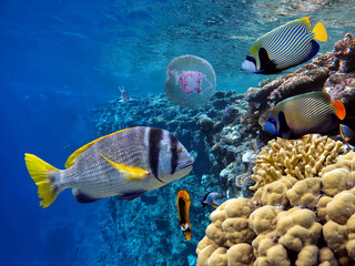 Photo of a coral colony on a reef top, Red Sea, Egypt