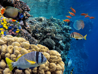 Photo of a coral colony on a reef top, Red Sea, Egypt
