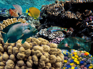 Photo of a coral colony on a reef top, Red Sea, Egypt