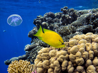 Photo of a coral colony on a reef top, Red Sea, Egypt