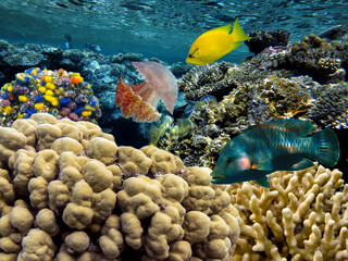 Fototapeta na wymiar Photo of a coral colony on a reef top, Red Sea, Egypt