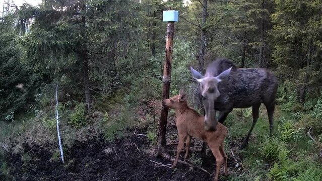 Two moose looking out on the forest area near the small pole of water in Estonia