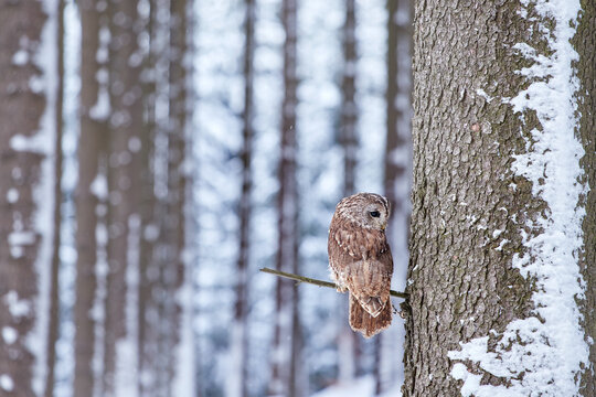 Owl sitting on the tree in the snowy forest. Action scene with Eurasian Tawny Owl, Strix aluco, with nice snowy blurred forest in background, Poland.