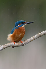 Kingfisher (Alcedo atthis) in strong wind and heavy rain - 597790824