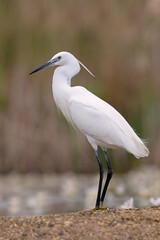 Little Egret (Egretta garzetta) at the edge of a pond - 597790833