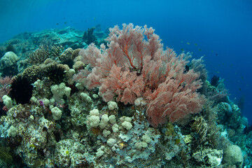 Large sea fans, as well as other coral species, thrive on a reef slope in Raja Ampat, Indonesia. Being filter feeders, these corals grow well where there is consistent current.