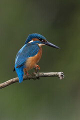 Kingfisher (Alcedo atthis) perched on a branch above a pond - 597790864