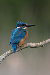 Kingfisher (Alcedo atthis) perched on a branch above a pond - 597790866