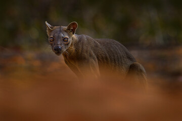Fosa, Cryptoprocta ferox, Kirindy Forest in Madagascar. Beast of prey predator endemic in nature Madagascar. Fosa, mammal in nature habitat, wild. Rare cat dog look animal in dry forest, long tail.