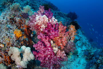 Naklejka na ściany i meble Vibrant soft corals, and other coral species, thrive on a reef slope in Raja Ampat, Indonesia. Being filter feeders, these corals grow well where there is consistent current.