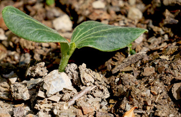 A young Romanesco courgette plant