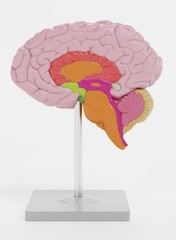 Realistic 3D Render of Plastic Brain Model