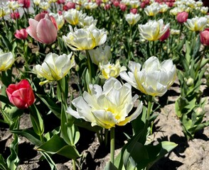 yellow and white tulips