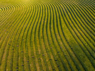 Hungary - Amazing tulips field from above with amazing lines and colors