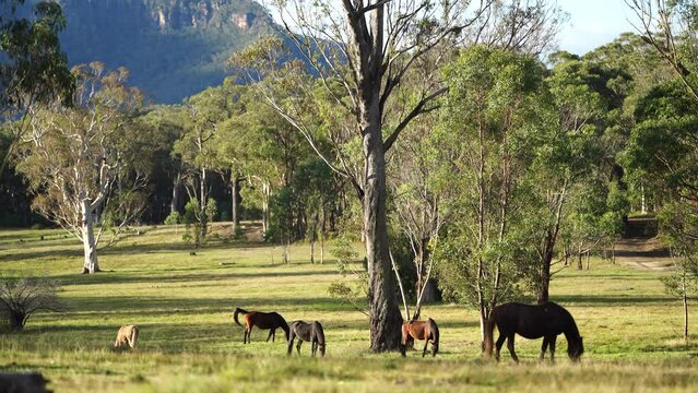 Beautiful Horse in a field on a farm in Australia. Horses in a meadow