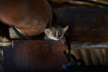 Madagascar urban wildlife, lemur in restaurant roof. Grey mouse lemur, Microcebus murinus, Kirindy Forest, endemic animal in Madagascar. Night lemur on the tree, dark black forest.   © ondrejprosicky